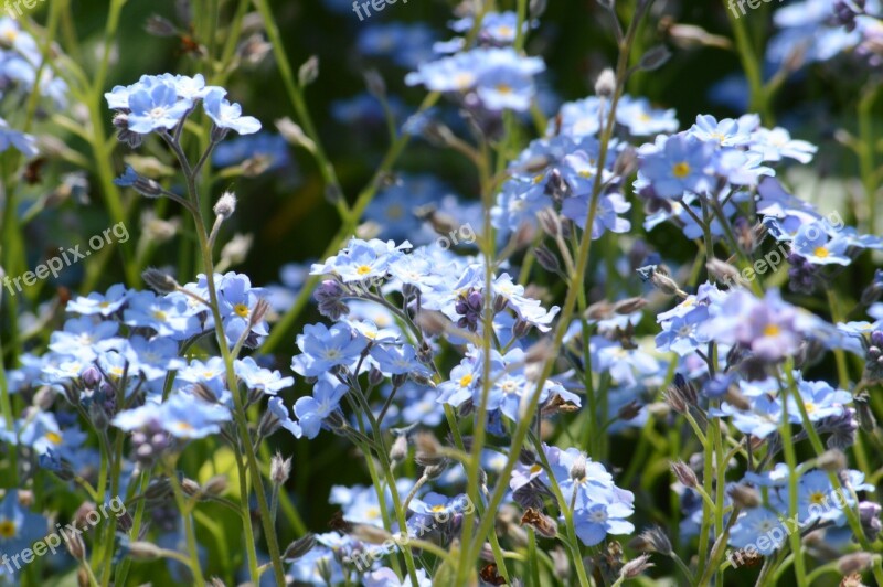 Nots Flowers Small Flowers Macro Closeup