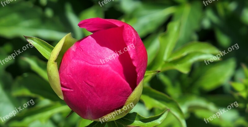 Peony Blossom Bloom Flower Pink