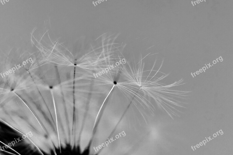 Dandelion Dandelion Flower Umbrella Blossom Bloom