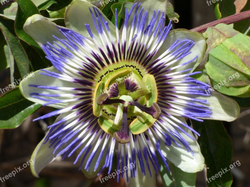 Passiflora Passion Flower Detail Beauty Free Photos