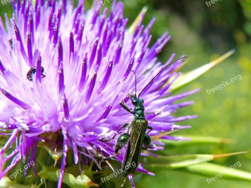 Psilothrix Viridicoerulea Green Beetle Thistle Free Photos