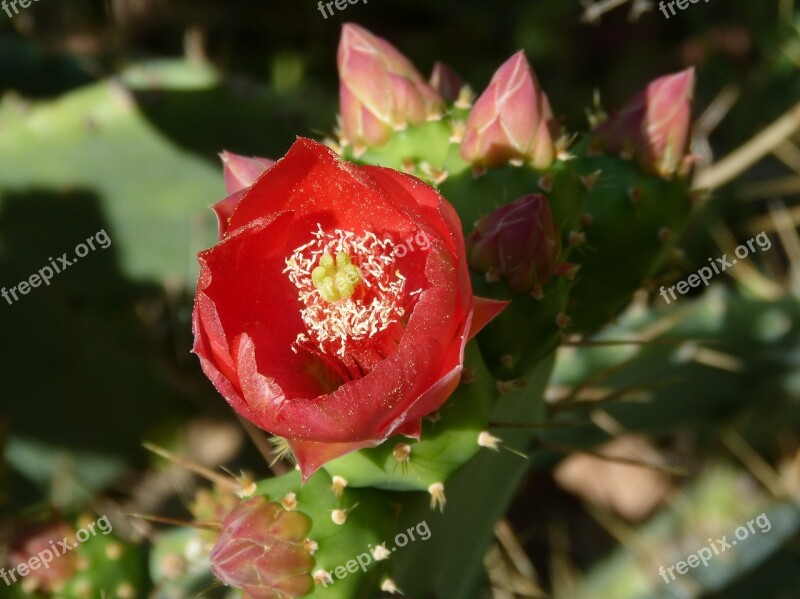 Cactus Shovels Flower Cactus Flower Free Photos