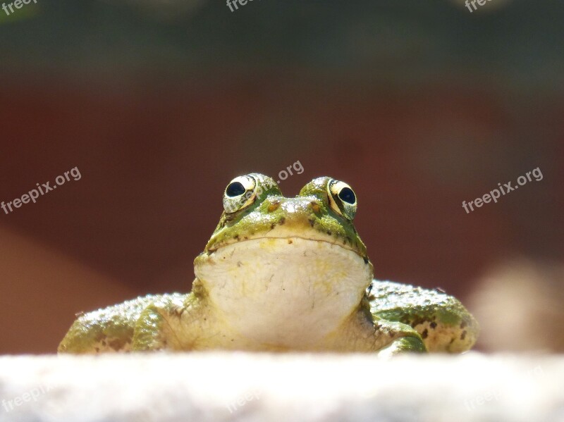 Frog Front View Lookout Raft Batrachian