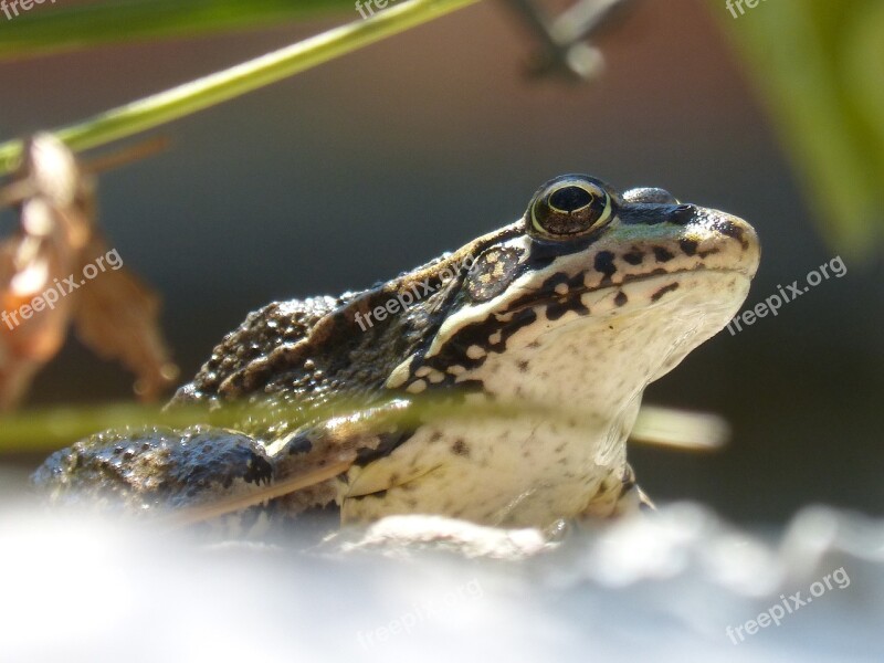 Frog Lookout Raft Batrachian Free Photos