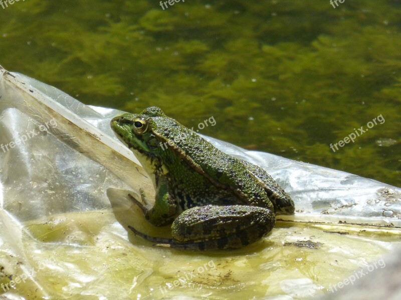 Frog Plastic Raft Float Batrachian