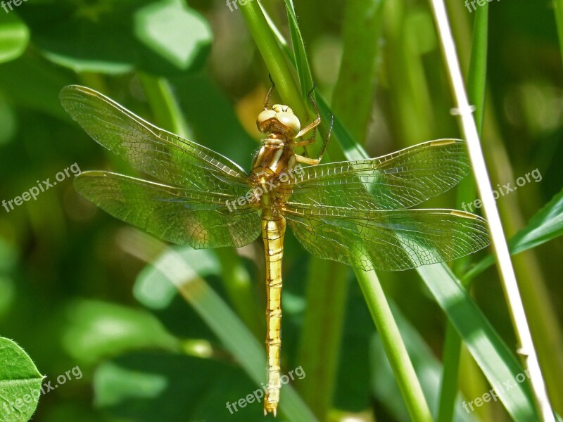 Golden Dragonfly Sympetrum Meridionale Leaf Wetland Free Photos