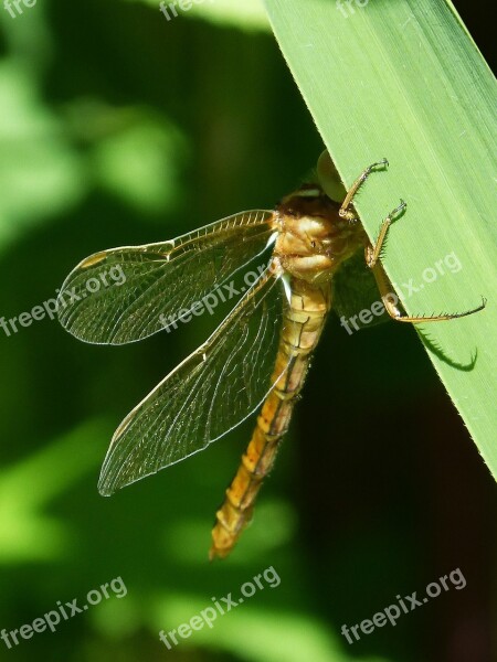 Golden Dragonfly Sympetrum Meridionale Leaf Hide Free Photos