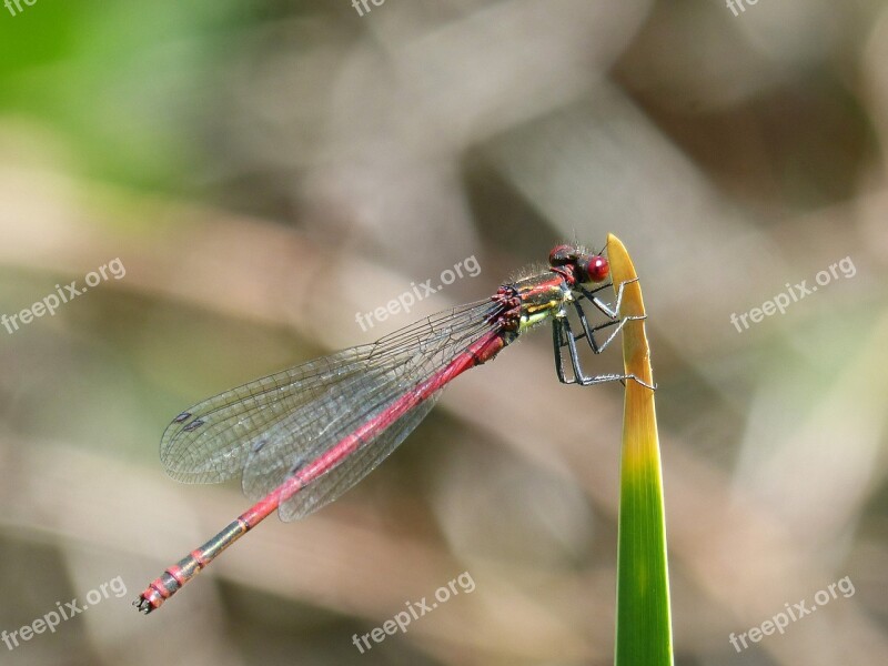 Dragonfly Leaf Red Dragonfly Flying Insect Pyrrhosoma Nymphula