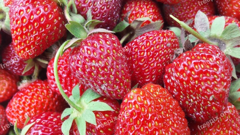 Strawberry Berry Red Berries Harvest Garden