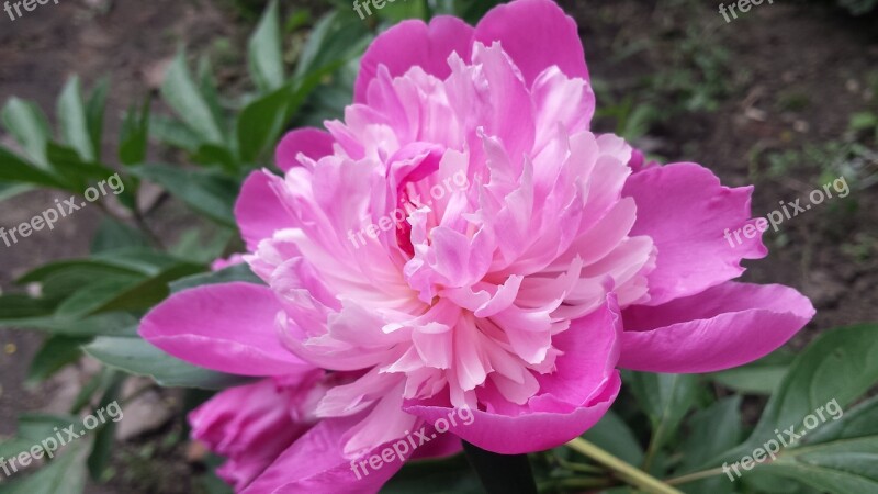 Peony Pink Peony Flowers Spring Summer