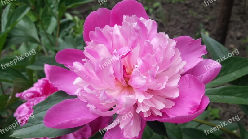 Peony Pink Peony Flowers Spring Summer