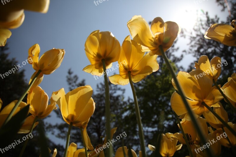 Tulip Flowers Plants Nature Garden