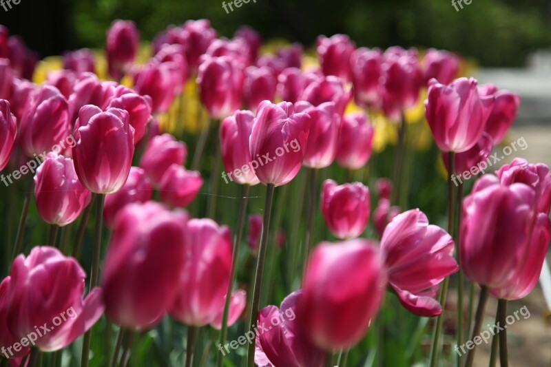 Tulip Flowers Plants Nature Garden