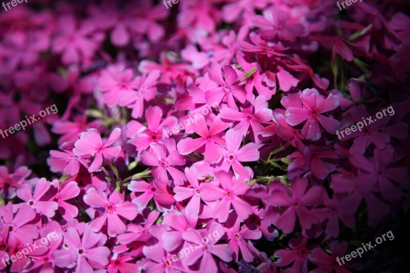 Flower Grass Flowers Plants Nature Garden