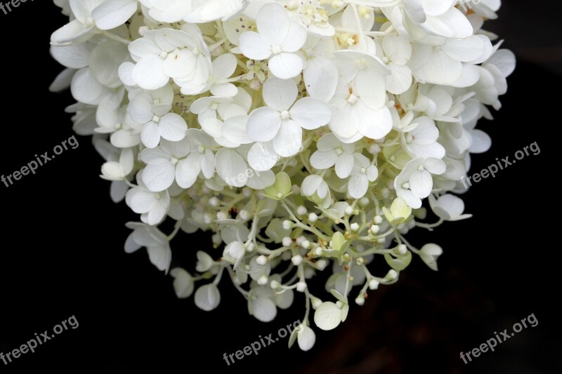 Plants Nature Forest Flowers Hydrangea