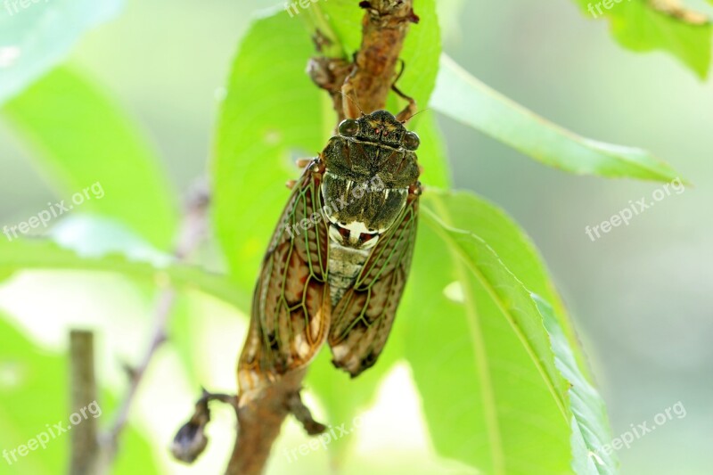 Nature Wood Cicada Insects Abstract