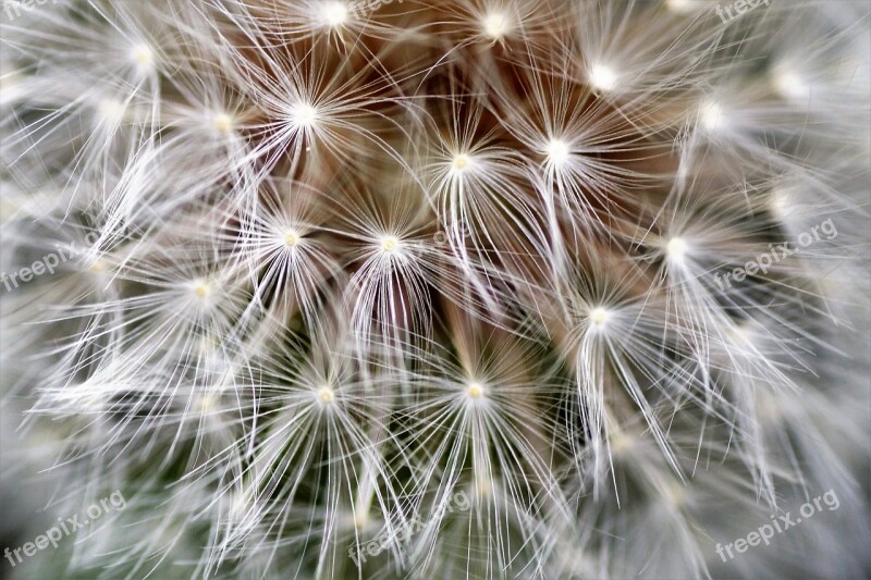 Dandelion Faded Fluff Ovary Seed