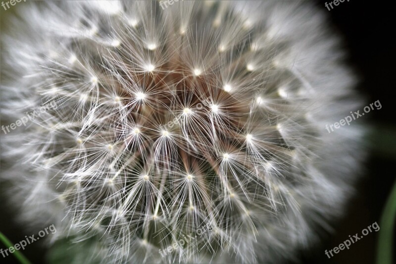 Dandelion Faded Fluff Ovary Seed