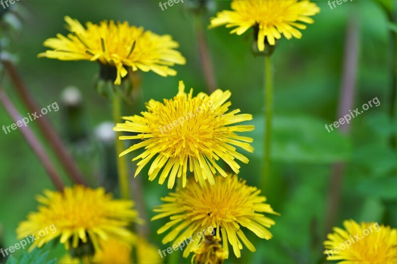 Dandelion Yellow Spring Flowering Meadow