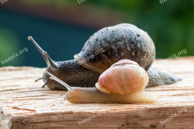 Snails Snail Race Snail Mollusk Shell