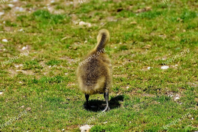 Goslings Young Bird Animal World Nature Plumage