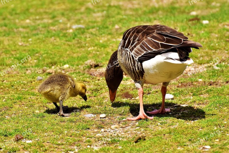 Goose Goslings Young Bird Animal World Nature