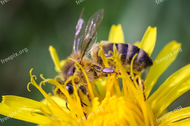 Bee Closeup Macro Insect Nature