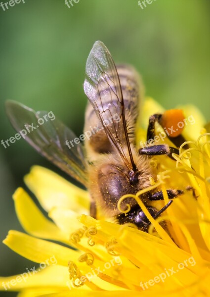 Bee Closeup Macro Insect Nature