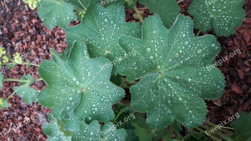 Vrouwenmantel Green Dew Water Drops