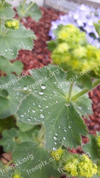 Garden Vrouwenmantel Flower Dew Nature