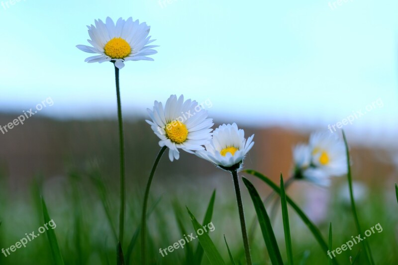 Wildflowers Meadow Spring Nature Close Up