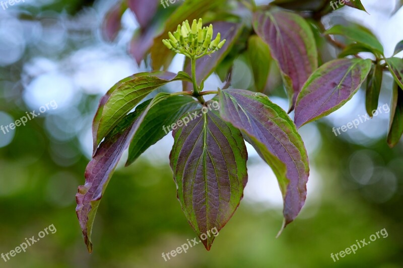 Tree Leaves Subjects Nature Flowers