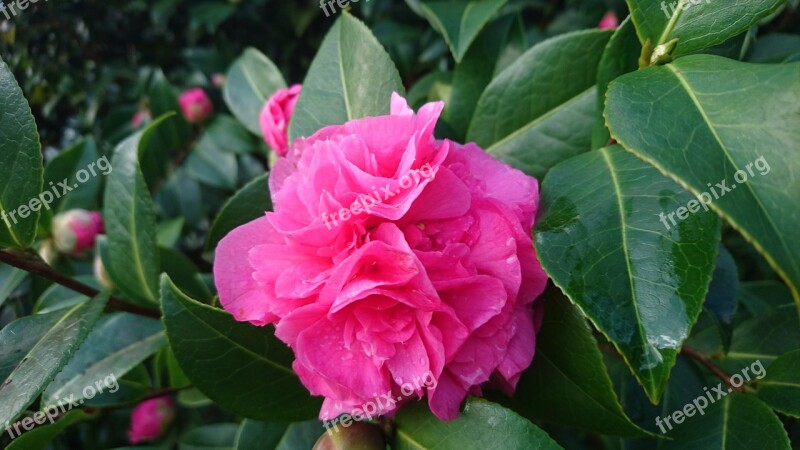 Camellia Debbie Flowering Free Photos