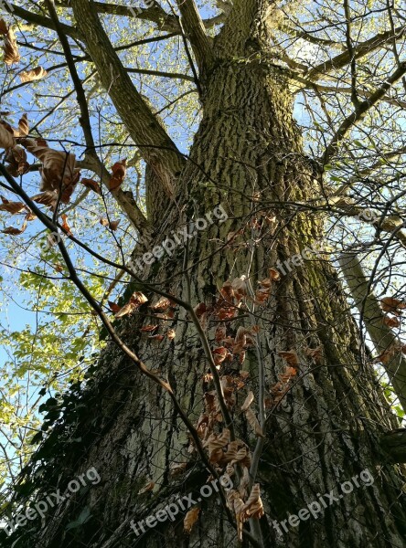 Tree 2017 Romance Spring Free Photos