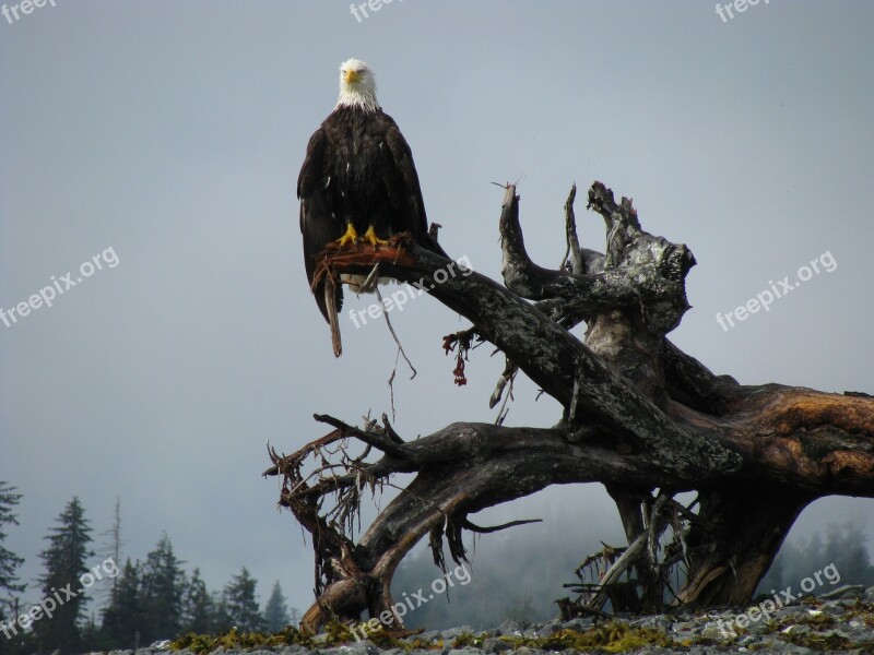 Bald Eagle Alaska Bird Nature Free Photos