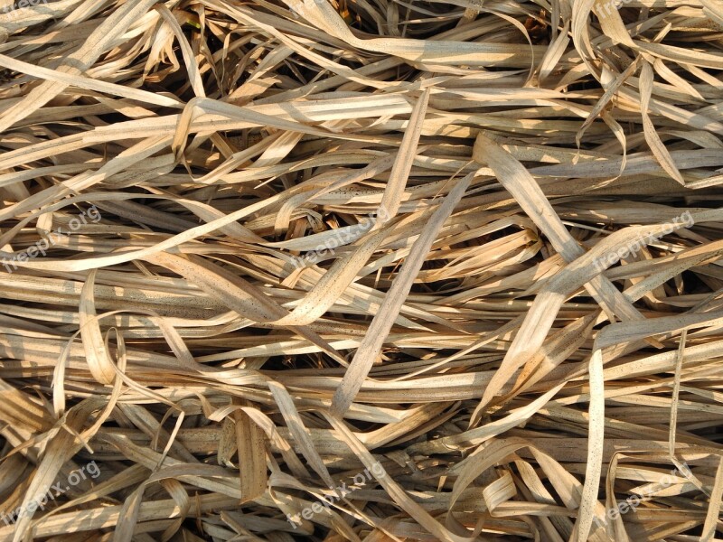 Grass Dry Dry Grass Autumn Nature