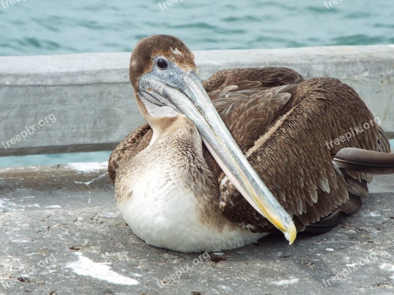 Bird Waterfowl Nature Wildlife Fowl