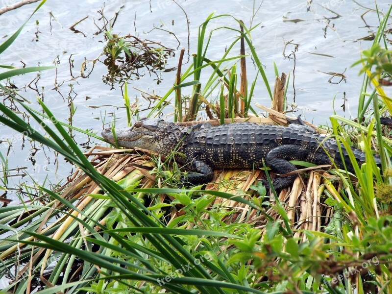 Alligator Pond Wild Wildlife Reptile