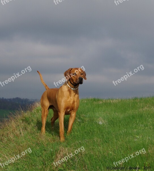 Dog Ridgeback Rhodesian Free Photos