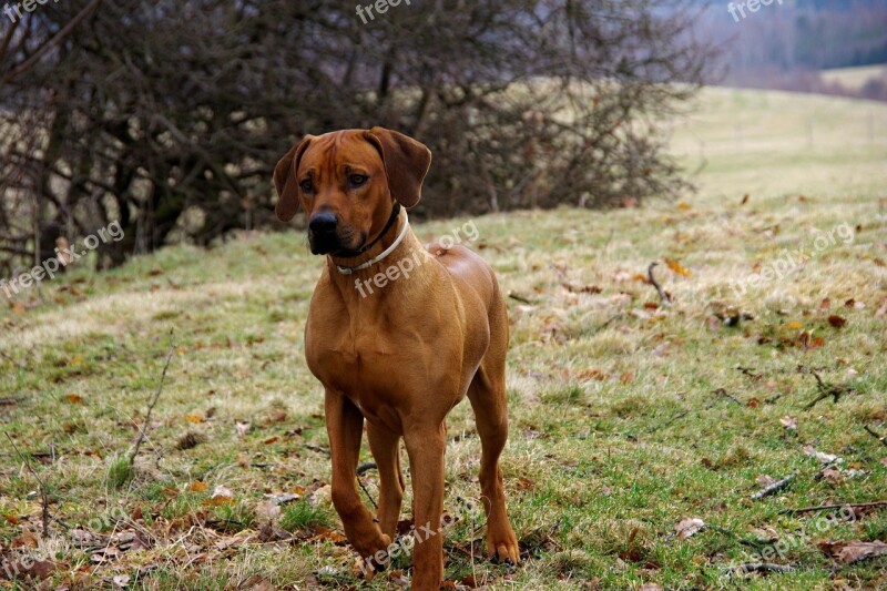 Dog Ridgeback Rhodesian Free Photos