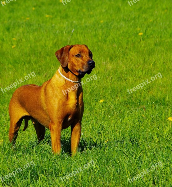 Dog Ridgeback Rhodesian Free Photos