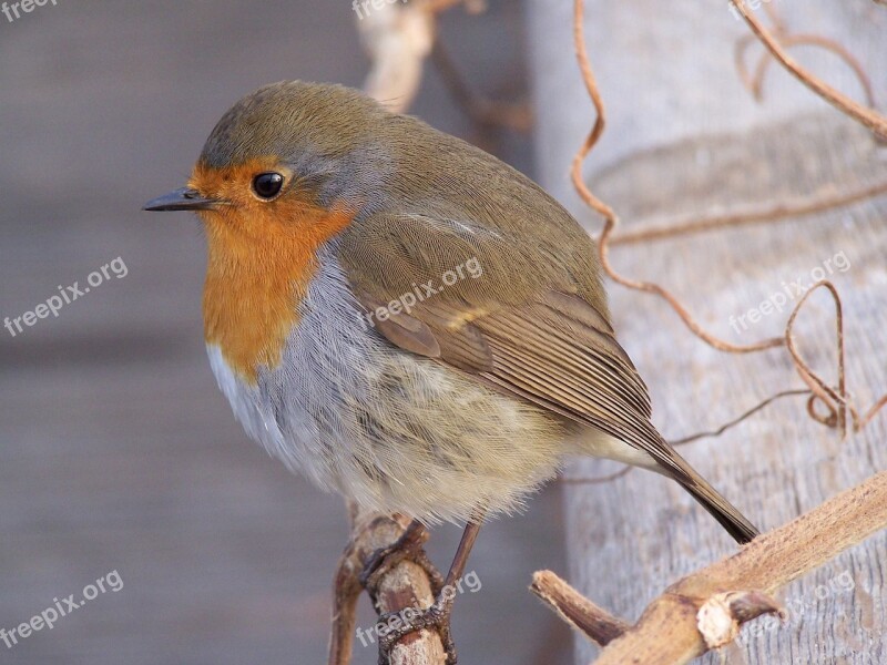 Robin Just Chilling Free Photos