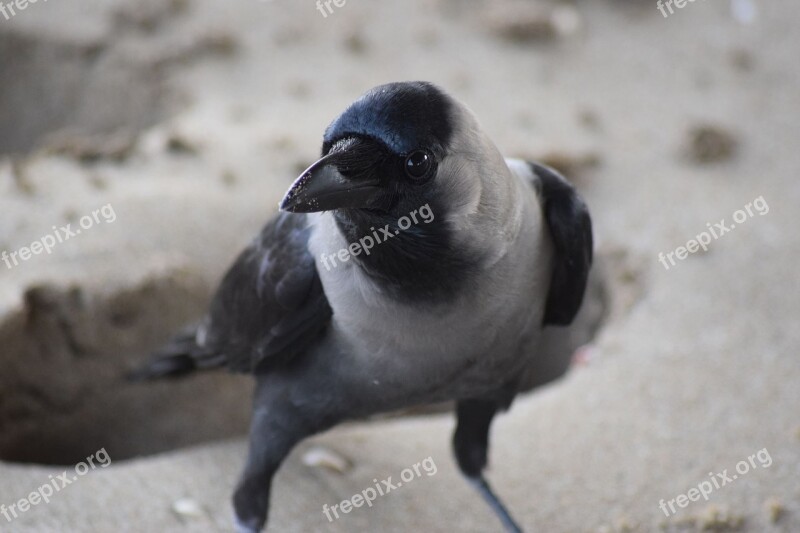 Hooded Crow Oman Free Photos