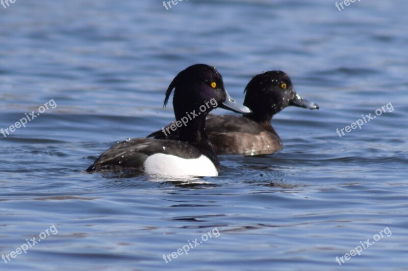 Tuffties On A Pond Free Photos