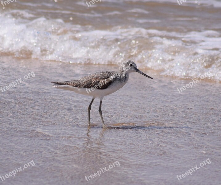 Greenshank The Shore Free Photos