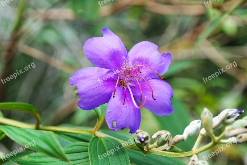 Flower Macro Purple Plant Nature