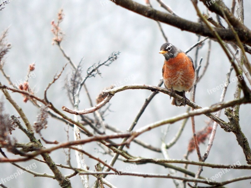 Bird Robin Female Animal Nature