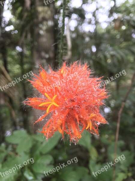 Flower Jungle Amazonia Tropical Exotic