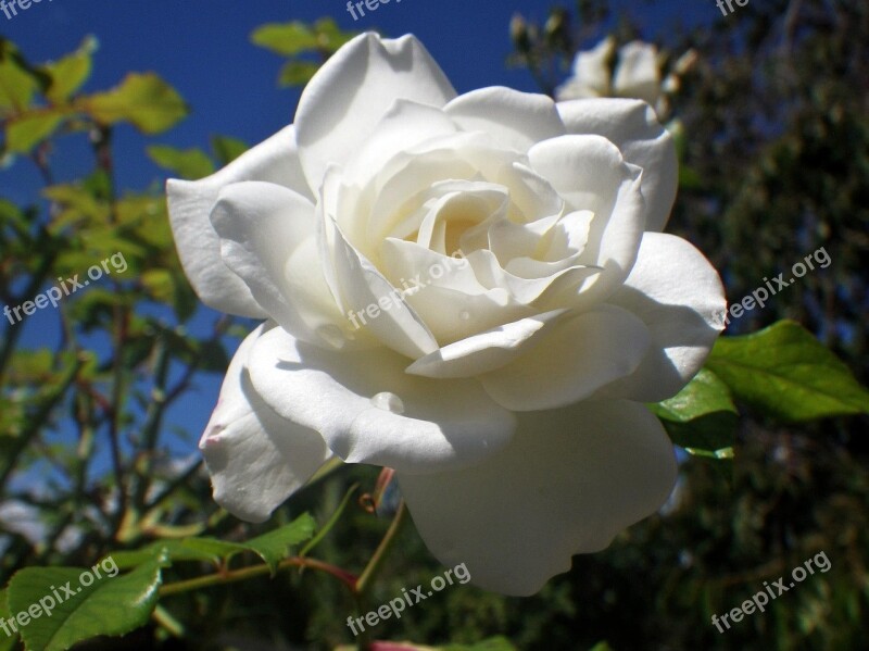 White Rose Rose Petals Flower Free Photos