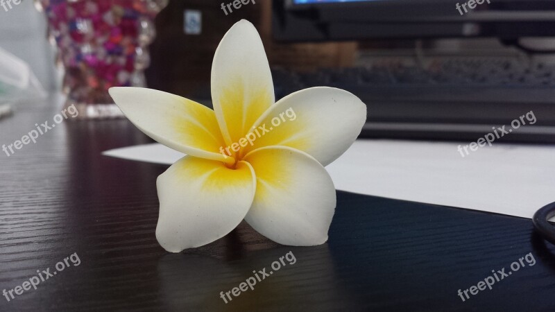 Plumeria White Flower Rotate Free Photos